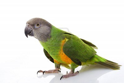3918899-senegal-parrot-poicephalus-senegalus-on-white-background.jpg